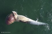 ببینید | چرا نهنگ‌ها در جزیره کیش مرده‌اند؟