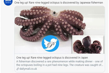 عکس | صید اختاپوسی عجیب توسط ماهیگیران ژاپنی