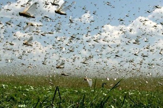 آمادگی کامل هرمزگان برای هجوم احتمالی ملخها آمادگی کامل هرمزگان برای هجوم احتمالی ملخها
