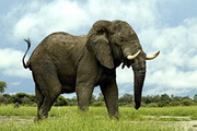 ببینید | "تنها ترین" فیل جهان
