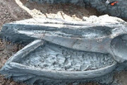 ببینید | کشف فسیل سالم پنج هزار ساله نهنگ در سواحل تایلند