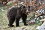 ببینید | تلاش محیط‌بانان برای نجات خرس مادر و دو توله‌اش