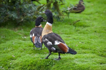 تصاویر | پرنده‌ای مهاجر که به قیمت میلیونی در بازار فروخته شد