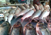 ازجدیدترین قیمت ماهی قزل آلا و سالمون در بازار مطلع شوید