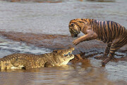ببینید | لحظه باورنکردنی شکار شدن یوزپلنگ توسط تمساح