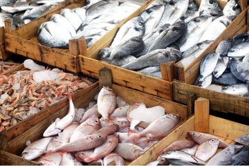 انفجار قیمت ماهی در بازار !