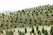 آغاز درختکاری و تقویت پوشش گیاهی در ۱۱هزار و ۲۰۸ هکتار استان سمنان
