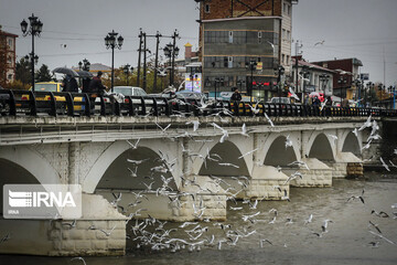 پرندگان سیبری در شهر