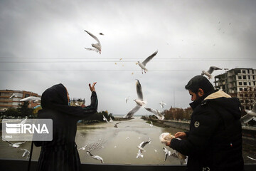 پرندگان سیبری در شهر