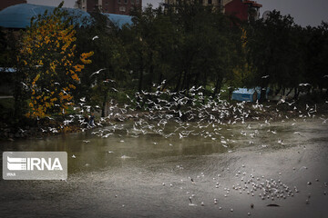 پرندگان سیبری در شهر