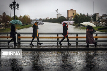 پرندگان سیبری در شهر