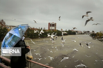 تصاویر | مهمان جدید و ویژه مردم تنکابن از سیبری
