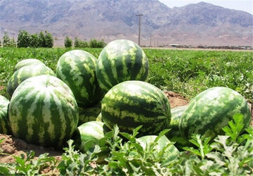میوه شب یلدای هرمزگان تامین شد