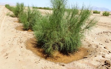 بیش از ۳۰۰۰ هزار متر مربع از اراضی ملی شهرستان مهدیشهر از ید متصرفان خارج شد