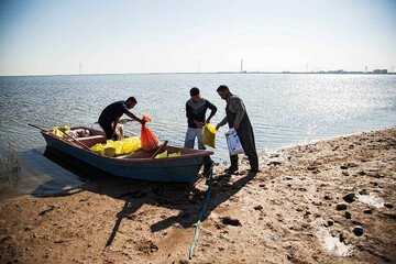 ببینید | اولین مرحله دانه ریزی برای پرندگان مهاجر در تالاب هورالعظیم