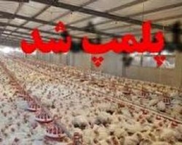 تخلف ۱۲ میلیاردریالی تولید کنندگان و عرضه کنندگان مرغ