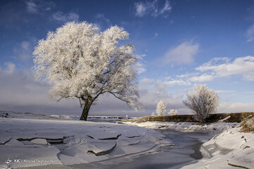 تصاویر | قاب‌هایی حیرت‌انگیز از درختان کریستالی در اردبیل