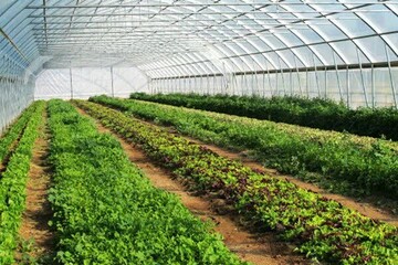 ۱۲ هکتار فضای گلخانه ای در بروجن به بهره برداری می رسد
