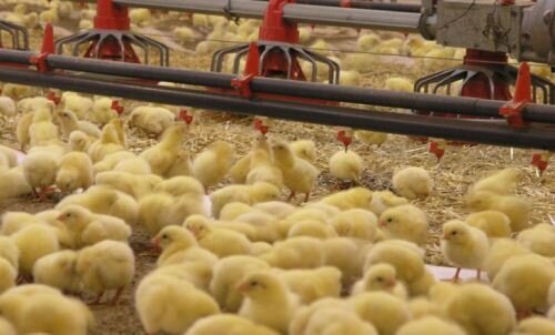 جوجه ریزی بیش از ۴۸ میلیون قطعه در سال ۹۹ در آذربایجان‌غربی / نیاز روزانه ۲۳۰ تن مرغ در استان