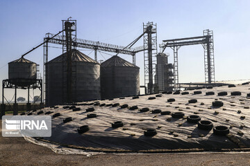 برداشت ذرت در خوزستان