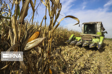 تصاویر | دیدنی‌ها در برداشت ذرت در خوزستان