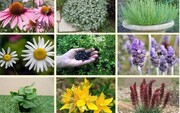باغ گیاهان دارویی به وسعت ۲۰۰ هکتار در بهار همدان
