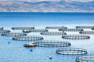 Iran installs fish farming cages in Oman Sea to boost local economy