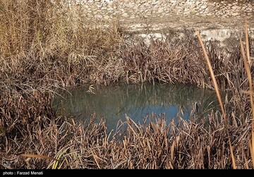 تلف شدن هزاران قطعه ماهی رودخانه راوند اسلام آباد غرب