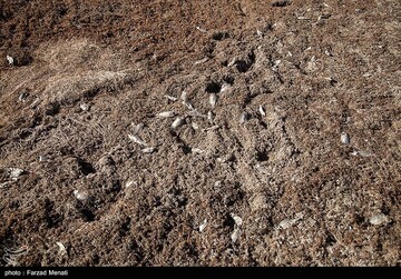 تلف شدن هزاران قطعه ماهی رودخانه راوند اسلام آباد غرب