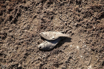 ببینید | تلف شدن هزاران قطعه ماهی رودخانه راوند اسلام آباد غرب