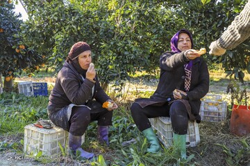 آخرین روزی کارگران فصلی - گلستان