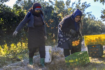 آخرین روزی کارگران فصلی - گلستان