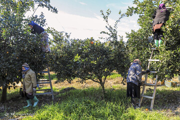 تصاویر | حال و روز کارگران فصلی در روزهای سرد پاییزی