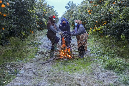 آخرین روزی کارگران فصلی - گلستان
