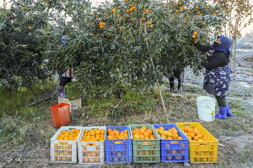 آخرین روزی کارگران فصلی - گلستان