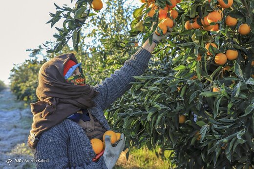 آخرین روزی کارگران فصلی - گلستان