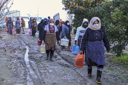 آخرین روزی کارگران فصلی - گلستان