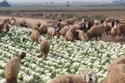 ببینید | شیوه جدید قاچاق گوسفند