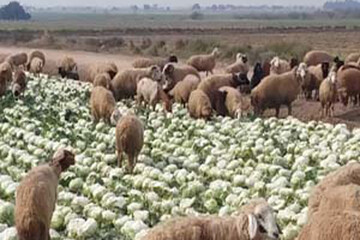 برخورد کامیون با گله گوسفندان در دالاهو/ ۱۲۲ راس دام تلف شد