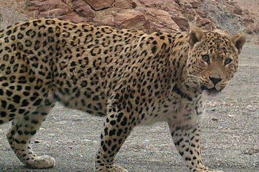 ببینید |  یوز پلنگ مینابی ۳ روز گرفتار در دام !