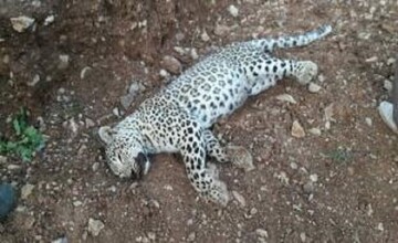 پلنگ ماده هرمزگان برای درمان راهی تهران شد
