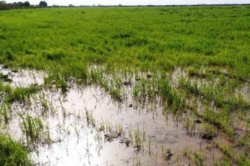 ۲۰۰ هکتار از اراضی کشاورزی اروندکنار خسارت دید/ لزوم بازگشایی زهکش‌ها توسط وزارت نیرو