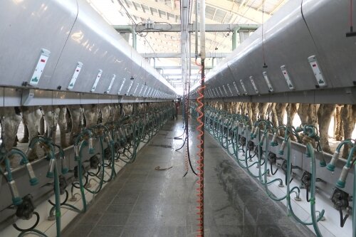 ۴۶۰هزار تن شیر در واحدهای دامی قزوین تولید شد