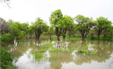 حفظ باغات سنتی قزوین با ایجاد انگیزه مالی 
