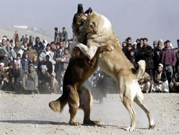 Собаки против людей. Боевые собаки.
