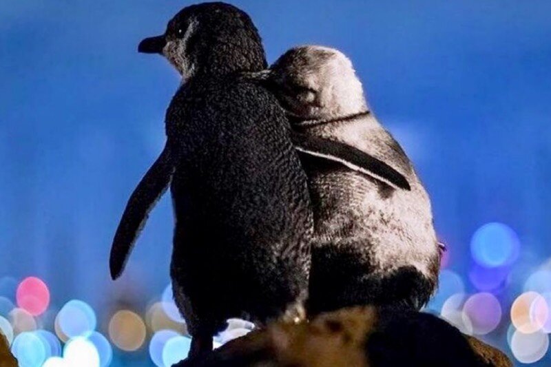ببینید | عاشقانه زوج پنگوئن که جهانی شد