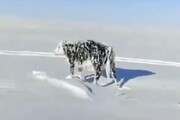 ببینید | گاوی که در اثر شدت سرما ایستاده یخ زد!