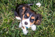 سگ گردانی در محل بازی کودکان در بوستان‌ها ممنوع شد