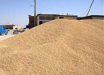 کشف ۲۴ تن محموله قاچاق نهاده دامی در همدان
