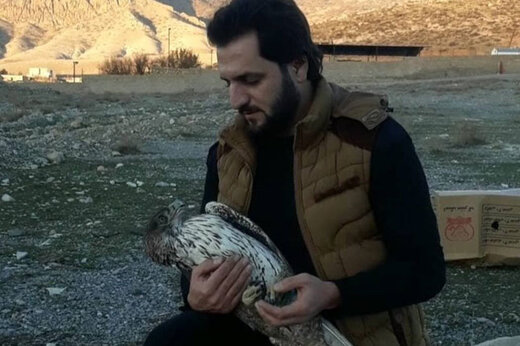 ببینید | زخمی شدن یک عقاب دو برادر توسط انسانها